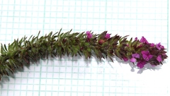 Muraltia chamaepitys