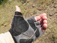 Aristida ternipes gentilis