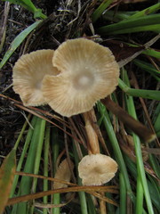 Collybiopsis biformis