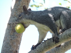 Sciurus griseus