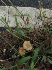 Collybiopsis biformis