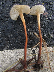 Collybiopsis biformis