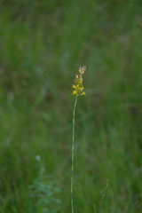 Solidago stricta