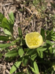 Ranunculus alismifolius