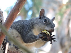 Sciurus griseus