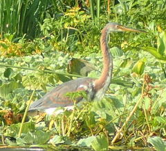 Egretta tricolor image