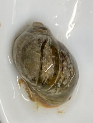 Leichhardtia sisurnius