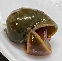 Leichhardtia sisurnius