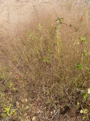 Muhlenbergia fragilis