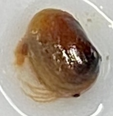 Cyzicidae
