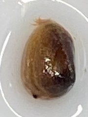 Cyzicidae