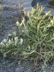 Mentzelia decapetala