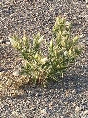 Mentzelia decapetala