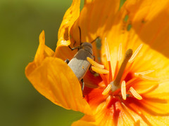 Epicauta fortis