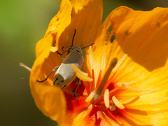 Epicauta fortis