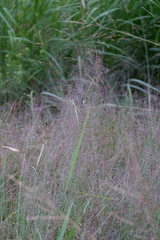 Muhlenbergia torreyana