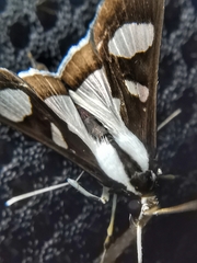 Glyphodes bicolor