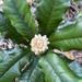 Eupomatia bennettii - Photo (c) michellesnativeplants, algunos derechos reservados (CC BY-NC)