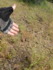 Aristida ternipes gentilis