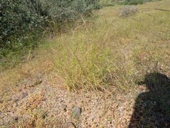 Aristida ternipes gentilis