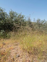 Aristida ternipes gentilis