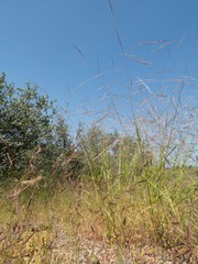 Aristida ternipes gentilis