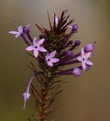 Merciera eckloniana