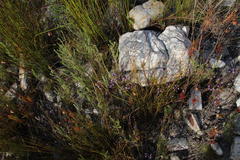 Merciera eckloniana