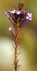 Merciera eckloniana