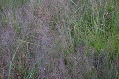 Muhlenbergia torreyana