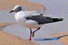Chroicocephalus cirrocephalus poiocephalus
