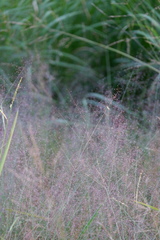 Muhlenbergia torreyana