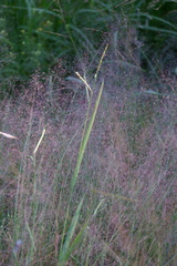 Muhlenbergia torreyana