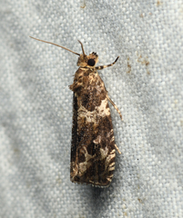 Olethreutes valdanum