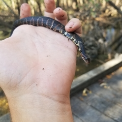 Coluber constrictor latrunculus