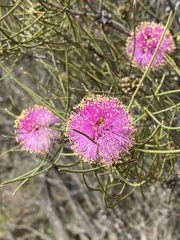 Melaleuca filifolia