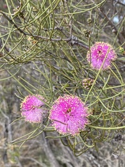 Melaleuca filifolia