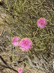 Melaleuca filifolia