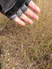 Muhlenbergia fragilis