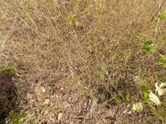 Muhlenbergia fragilis