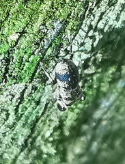 Simaethina