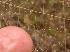 Muhlenbergia fragilis