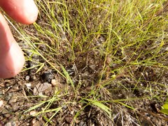 Muhlenbergia fragilis