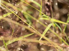 Muhlenbergia fragilis