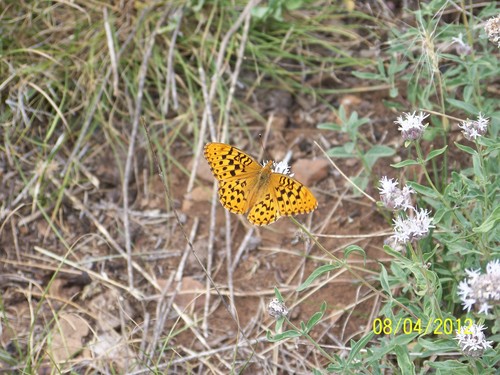 iNaturalist observation photo of Greater Fritillaries