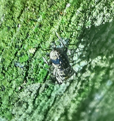 Simaethina