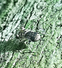 Simaethina