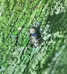 Simaethina