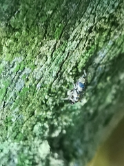 Simaethina