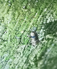 Simaethina
